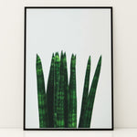 Load image into Gallery viewer, Plakater med Plantemotiver | Stilfulde designs til stue og kontor | Plakat med grønne planter, botanisk kunst og naturplanter, ideel til at tilføje et organisk og livligt præg til dit hjem.
