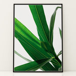 Load image into Gallery viewer, Plantemotiver | Unikke plante illustrationer print til dit hjem | Plakat med grønne planter, botanisk kunst og naturplanter, ideel til at tilføje et organisk og livligt præg til dit hjem.
