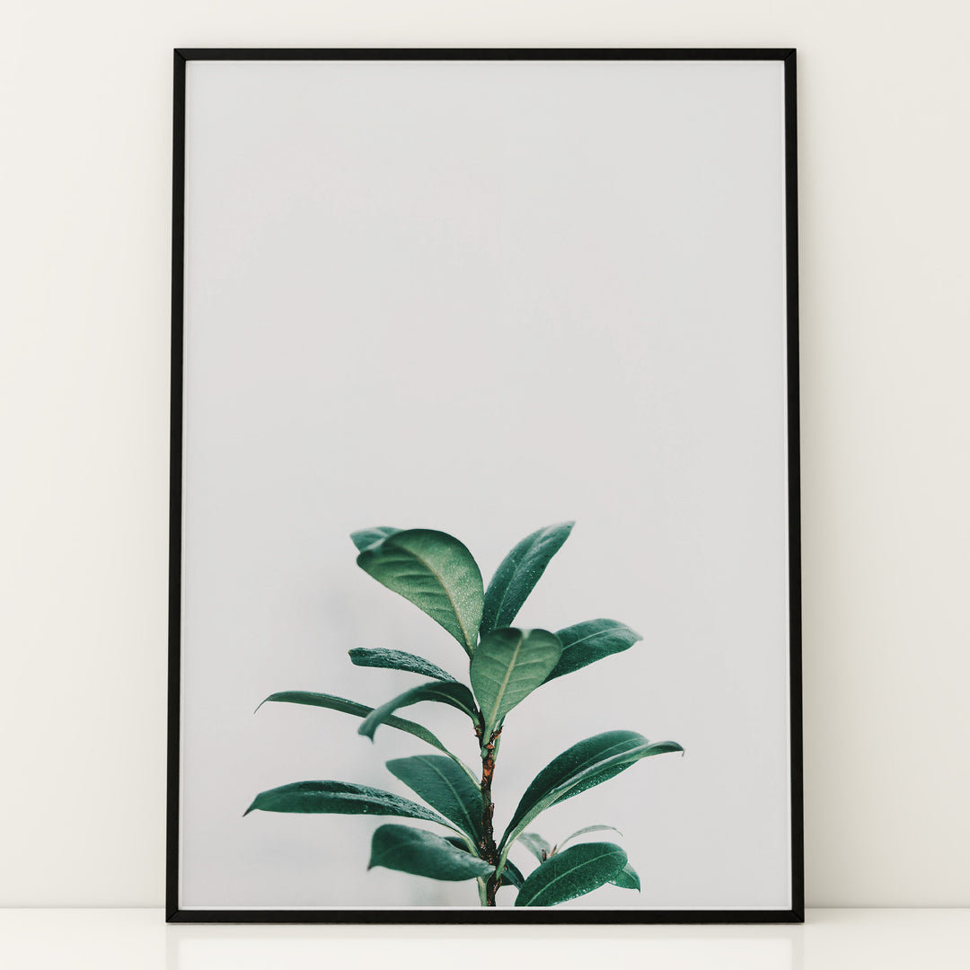 Grønne Vækster | Forfrisk din indretning med naturens skønhed | Plakat med grønne planter, botanisk kunst og naturplanter, ideel til at tilføje et organisk og livligt præg til dit hjem.