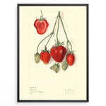 Load image into Gallery viewer, Vintage botanical strawberry illustration with detailed red and green strawberries on stems, drawn on a cream background in a black frame.
