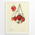 Load image into Gallery viewer, Vintage botanical strawberry illustration with detailed red and green strawberries on stems, drawn on a cream background in a white frame.
