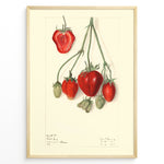 Load image into Gallery viewer, Vintage botanical strawberry illustration with detailed red and green strawberries on stems, drawn on a cream background in a golden frame.
