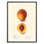 Load image into Gallery viewer, Vintage botanical peach illustration showing a whole and half-cut peach with a visible pit on a cream background in a black frame.
