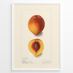 Load image into Gallery viewer, Vintage botanical peach illustration showing a whole and half-cut peach with a visible pit on a cream background in a white frame.

