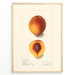 Load image into Gallery viewer, Vintage botanical peach illustration showing a whole and half-cut peach with a visible pit on a cream background in a golden frame.
