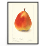 Load image into Gallery viewer, Vintage pear botanical illustration showing a single ripe pear in orange and yellow tones on a cream background, framed in black.
