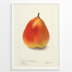 Load image into Gallery viewer, Vintage pear botanical illustration showing a single ripe pear in orange and yellow tones on a cream background, framed in white .

