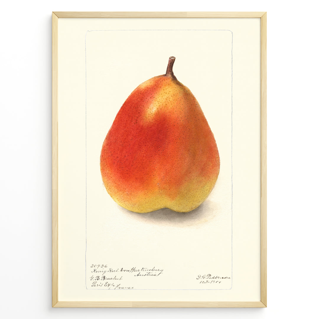 Vintage pear botanical illustration showing a single ripe pear in orange and yellow tones on a cream background, goden in black.