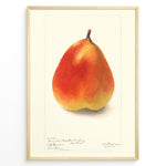 Load image into Gallery viewer, Vintage pear botanical illustration showing a single ripe pear in orange and yellow tones on a cream background, goden in black.
