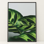 Load image into Gallery viewer, Flora og Fauna | Elegant vægdekoration til boligen | Plakat med grønne planter, botanisk kunst og naturplanter, ideel til at tilføje et organisk og livligt præg til dit hjem.
