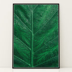 Load image into Gallery viewer, Plante print | Stilfuld plakat med botaniske motiver | Plakat med grønne planter, botanisk kunst og naturplanter, ideel til at tilføje et organisk og livligt præg til dit hjem.
