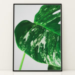 Load image into Gallery viewer, Plante plakat | Detaljeret print til moderne indretning | Plakat med grønne planter, botanisk kunst og naturplanter, ideel til at tilføje et organisk og livligt præg til dit hjem.
