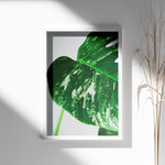 Load image into Gallery viewer, Plante plakat | Detaljeret print til moderne indretning | Plakat med grønne planter, botanisk kunst og naturplanter, ideel til at tilføje et organisk og livligt præg til dit hjem.
