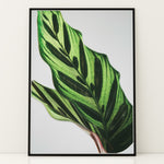 Load image into Gallery viewer, Plante plakat | Frodigt print med naturlige elementer | Plakat med grønne planter, botanisk kunst og naturplanter, ideel til at tilføje et organisk og livligt præg til dit hjem.
