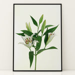 Load image into Gallery viewer, Plante print | Stilfuld plakat med grønne planter | Plakat med grønne planter, botanisk kunst og naturplanter, ideel til at tilføje et organisk og livligt præg til dit hjem.

