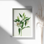 Load image into Gallery viewer, Plante print | Stilfuld plakat med grønne planter | Plakat med grønne planter, botanisk kunst og naturplanter, ideel til at tilføje et organisk og livligt præg til dit hjem.
