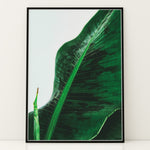 Load image into Gallery viewer, Plante plakat | Unik print der tilføjer karakter | Plakat med grønne planter, botanisk kunst og naturplanter, ideel til at tilføje et organisk og livligt præg til dit hjem.

