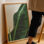 Load image into Gallery viewer, Plante plakat | Unik print der tilføjer karakter | Plakat med grønne planter, botanisk kunst og naturplanter, ideel til at tilføje et organisk og livligt præg til dit hjem.
