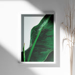 Load image into Gallery viewer, Plante plakat | Unik print der tilføjer karakter | Plakat med grønne planter, botanisk kunst og naturplanter, ideel til at tilføje et organisk og livligt præg til dit hjem.
