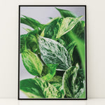 Load image into Gallery viewer, Plante print | Smuk plakat med frodige motiver | Plakat med grønne planter, botanisk kunst og naturplanter, ideel til at tilføje et organisk og livligt præg til dit hjem.
