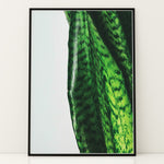 Load image into Gallery viewer, Plante plakat | Naturligt print med en moderne vinkel | Plakat med grønne planter, botanisk kunst og naturplanter, ideel til at tilføje et organisk og livligt præg til dit hjem.
