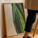 Load image into Gallery viewer, Plante plakat | Naturligt print med en moderne vinkel | Plakat med grønne planter, botanisk kunst og naturplanter, ideel til at tilføje et organisk og livligt præg til dit hjem.
