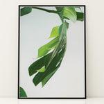 Load image into Gallery viewer, Plante plakat | Farverigt print der bringer liv til væggene | Plakat med grønne planter, botanisk kunst og naturplanter, ideel til at tilføje et organisk og livligt præg til dit hjem.
