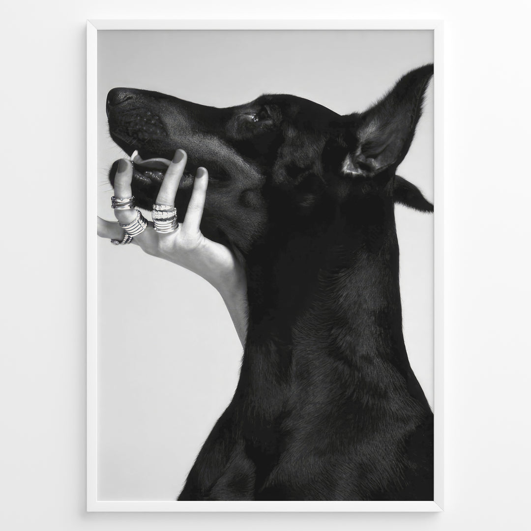Fashion Plakat | Black and White Fashion Art Print – Dog with Hand Adorned in Rings Plakaty.dk | Black and white artistic photo of a black dog with a human hand wearing multiple rings gently placed on its jaw.