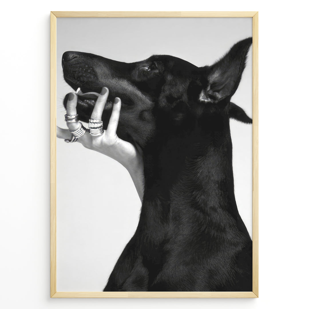 Fashion Plakat | Black and White Fashion Art Print – Dog with Hand Adorned in Rings Plakaty.dk | Black and white artistic photo of a black dog with a human hand wearing multiple rings gently placed on its jaw.
