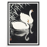Load image into Gallery viewer, Japanese vintage art print of two white swans swimming among reeds on a dark background in a black frame.
