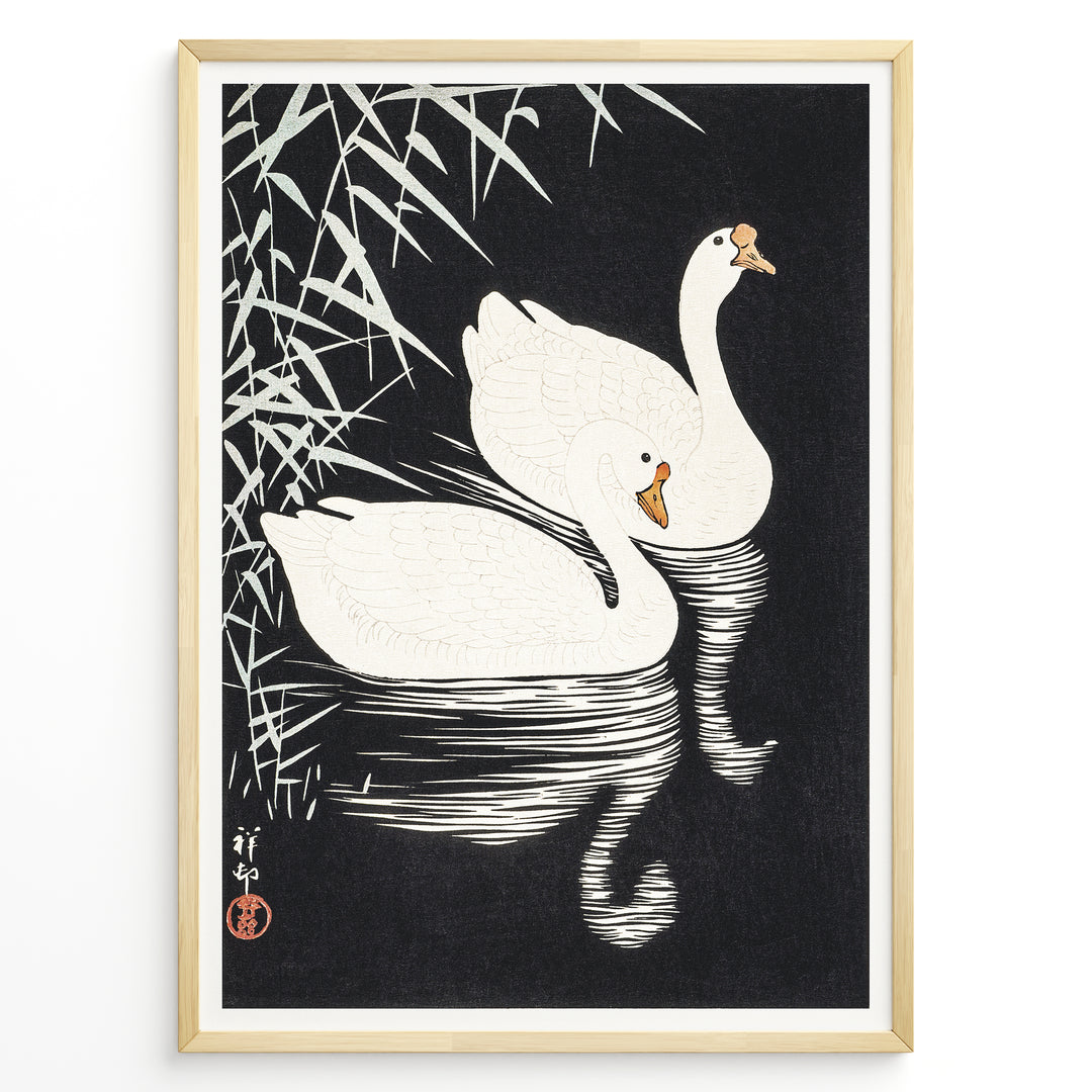 Japanese vintage art print of two white swans swimming among reeds on a dark background in a black frame.