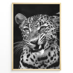 Load image into Gallery viewer, Fashion Plakat | Fierce Grace: Leopard in Black and White Plakaty.dk | Close-up black and white photo of a snarling leopard with intense eyes and sharp teeth
