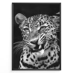 Load image into Gallery viewer, Fashion Plakat | Fierce Grace: Leopard in Black and White Plakaty.dk | Close-up black and white photo of a snarling leopard with intense eyes and sharp teeth
